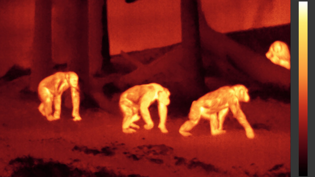 Chimps-ir50-100